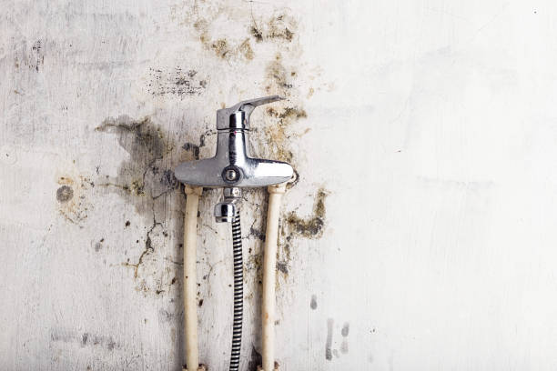 Trafford, PA Mold Removal Company