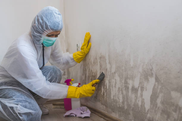 Office Mold Removal Services in Trafford, PA