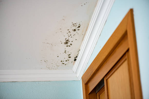 Crawl Space Mold Removal in Trafford, PA