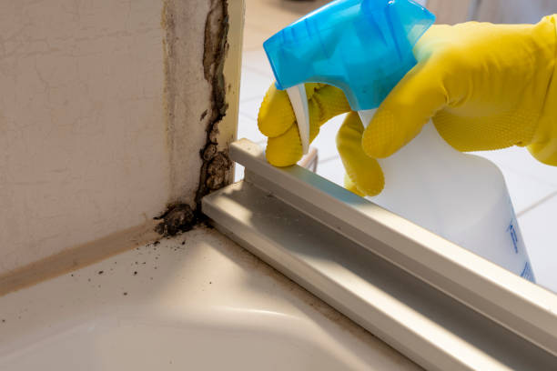 Best Commercial Mold Removal  in Trafford, PA