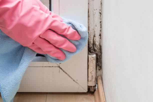 Best Residential Mold Removal  in Trafford, PA